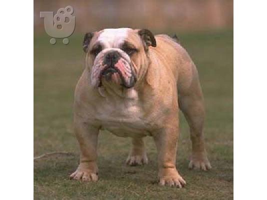 PoulaTo: BULLDOG ENGLISH κουταβάκια καθαρόαιμα 2-2.5 μηνών  Μπουλντόγκ